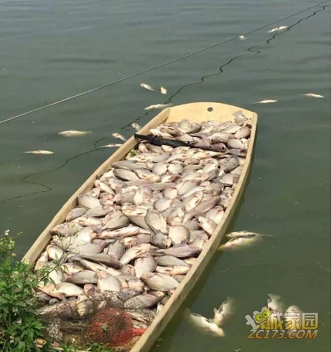 魚類養(yǎng)殖